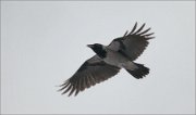 P1470660_Hooded_Crow_flying_48pc