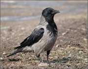 P1480857_Hooded_Crow_73pc