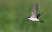 11_DSC3415_House_Martin_wing_wave_37pc