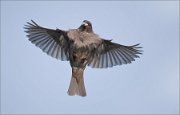 01_DSC0150_House_Sparrow_flying_45pc