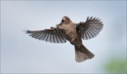 01_DSC0162_House_Sparrow_wingspan_in_flight_50pc