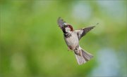 01_DSC0174_House_Sparrow_male_flying_21pc