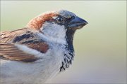 01_DSC1179_House_Sparrow_portrait_with_waterdroplet_100pc