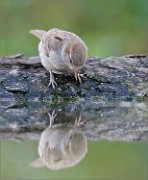 01_DSC1861_House_Sparrow_looking_in_reflection_59pc
