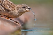 01_DSC2616_House_Sparrow_female_drinking_with_enjoy_89pc