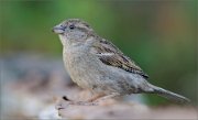 01_DSC2867_House_Sparrow_female_in_late_light_84pc