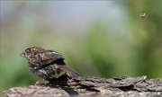 01_DSC3107_House_Sparrow_and_Bee_passing_59pc