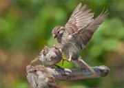 01_DSC3141_House_sparrow_juv_fighting_78pc