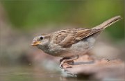 01_DSC3155_House_Sparrow_nicelooking_78pc