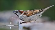 01_DSC7814_House_Sparrow_with_classic_droplets_in_sweet_light_85pc
