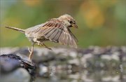 02_DSC4652_House_Sparrow_jumping_in_water_81pc