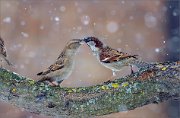 04_DSC4477_House_Sparrow_miracle_83pc