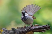 06_DSC3150_House_Sparrow_lecking_peacock_96pc