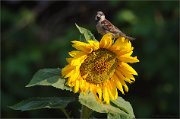 06_DSC7100_House_Sparrow_sunflower's_son_76pc