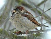 P1010264-_my_First_photo_of_any_bird-50-2
