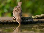 P1520075_House_Sparrow_drinking_water_with_reflection_77pc