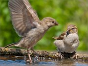 P1520266_House_Sparrow_walking_on_water_as..._100pc