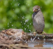 P1520292_House_sparrow_bathing_with_awe_80pc