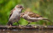 P1520310_House_Sparrow_browbeating_the_other_91pc