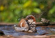 P1530687_House_Sparrow_motion_bathing_90pc