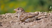 P1530802_House_Sparrow_in_dust_70pc
