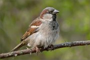 P1590681_House_Sparrow_hide_and_seek_65pc