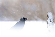 04_DSC9434_Jackdaw_with_snowflakes_71pc