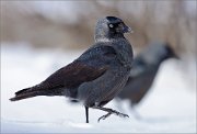 05_DSC0305_Jackdaw_marshing_with_spouse_94pc