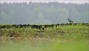 01_DSC0204_Lapwing_lonely_view_83pc