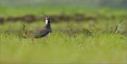 01_DSC0272_Lapwing_in_green_grass_42pc