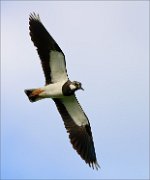 01_DSC4476_Lapwing_full_stretched_wings_52pc