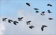 22_DSC6963_Northern_Lapwing_congregation_53pc
