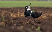 P1500806_Lapwing_on_the_ground_51pc