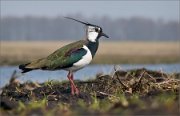 P1590367_Lapwing_near_a_shore_54pc