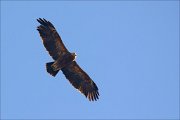 19_DSC7336_Lesser_Spotted_Eagle_reveal_15pc