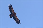 19_DSC7339_Lesser_Spotted_Eagle_ahead_15pc