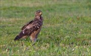 20_DSC4417_Lesser_Spotted_Eagle_patched_39pc