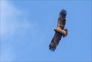 20_DSC8406_Lesser_Spotted_Eagle_gleaming_13pc