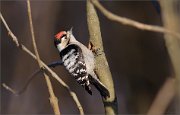 07_DSC3706_Lesser_Spotted_Woodpecker_playful_59pc