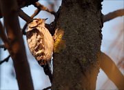 07_DSC4282_Lesser_Spotted_Woodpecker_sunset_ray_60pc