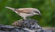 P1530632_Lesser_Whitethroat_on_stems_looking_down_56pc