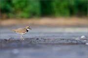 06_DSC2214_Little_Ringed_Plover_calling_and_smiling_82pc