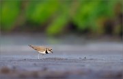 06_DSC2226_Little_Ringed_Plover_with_minute_catch_85pc