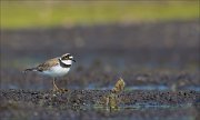 17_DSC2737_Little_Ringed_Plover_somewhat_38pc