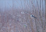 04_DSC3994_Long-tailed_Tit_frost_morning_51pc