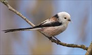 16_DSC8505_Long-tailed_Tit_bland_57pc