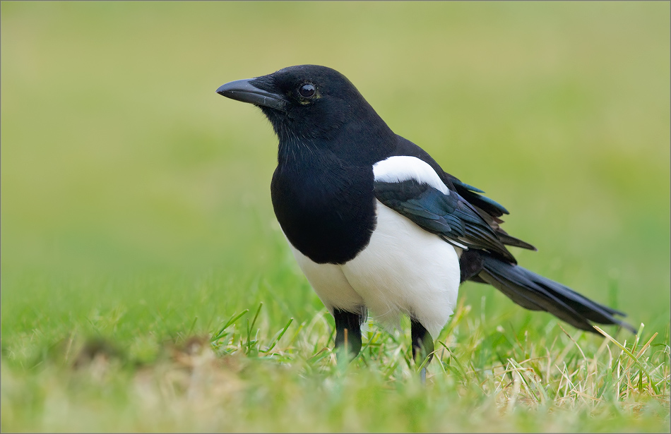 03_DSC1910_Magpie_not_perched_67pc.jpg