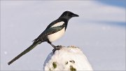 03_DSC3364_Magpie_in_frost_morning_69pc