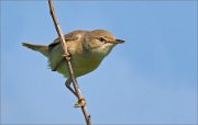 P1520829_Marsh_Warbler_male_after_singing_curious_61pc