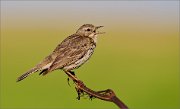 01_DSC9984_Meadow_Pipit_morning_song_39pc